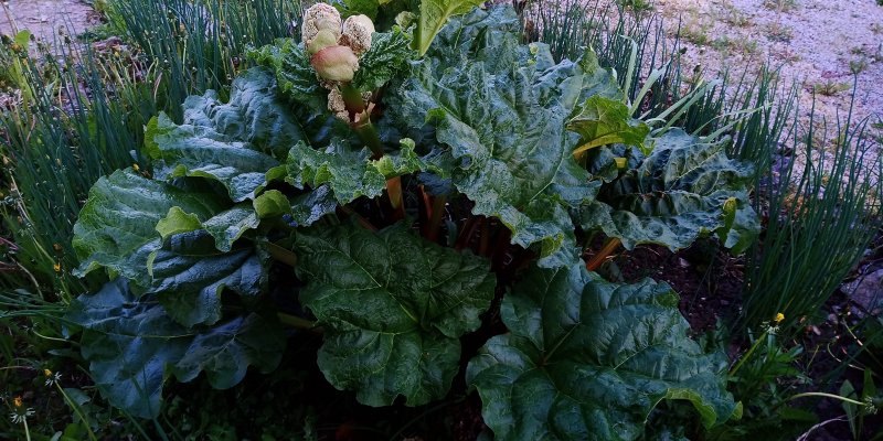 Rheum rhabarbarum 'Canadian Red' Rabarber